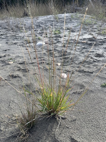 Image of Elymus trachycaulus by no rights reserved