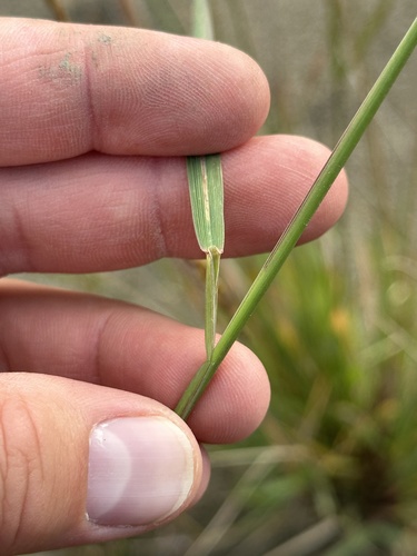 Image of Elymus trachycaulus by no rights reserved