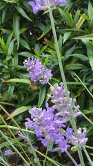 Apis mellifera