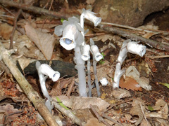 Monotropastrum humile