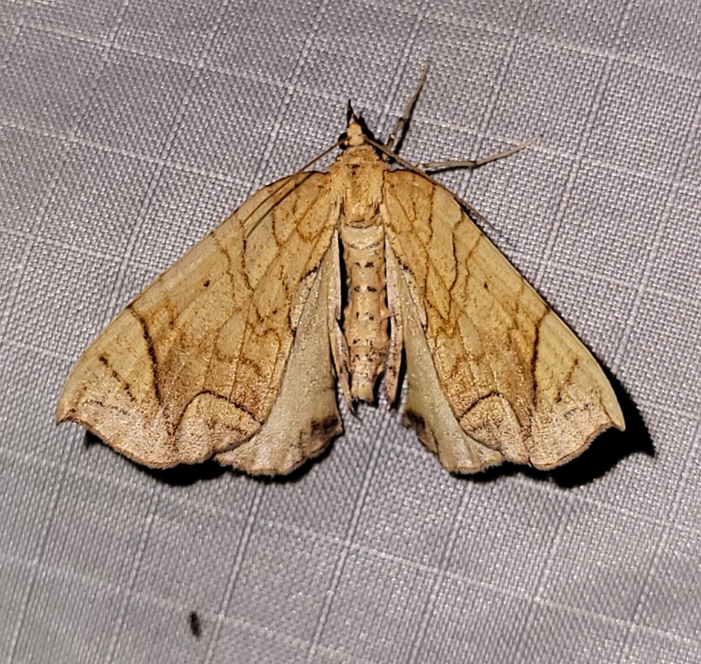 Greater Grapevine Looper Moth from Gamelands 157, Bucks Co. PA on ...