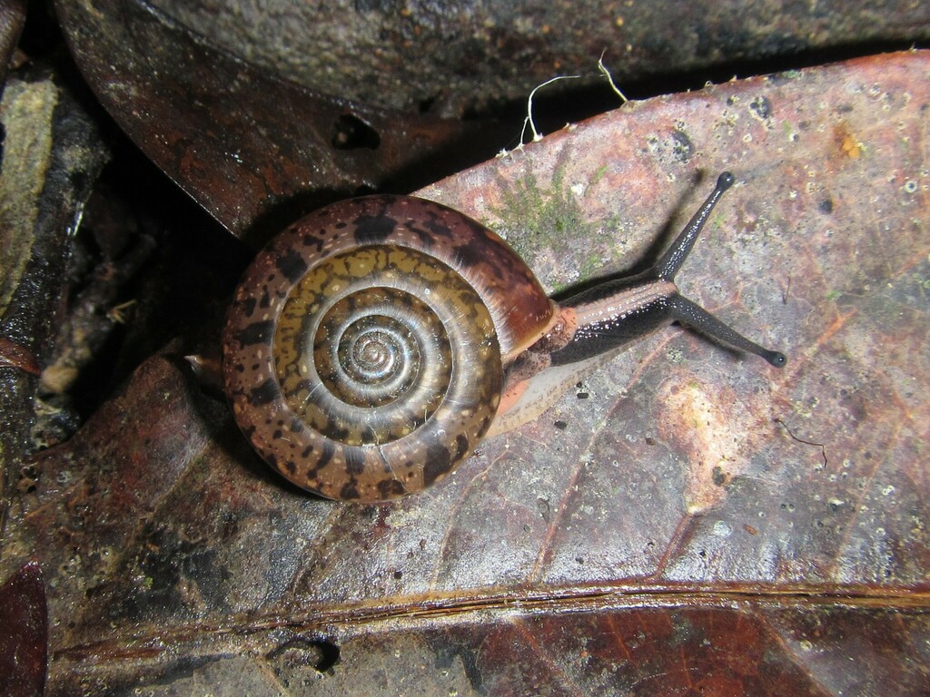 Everettia subconsul