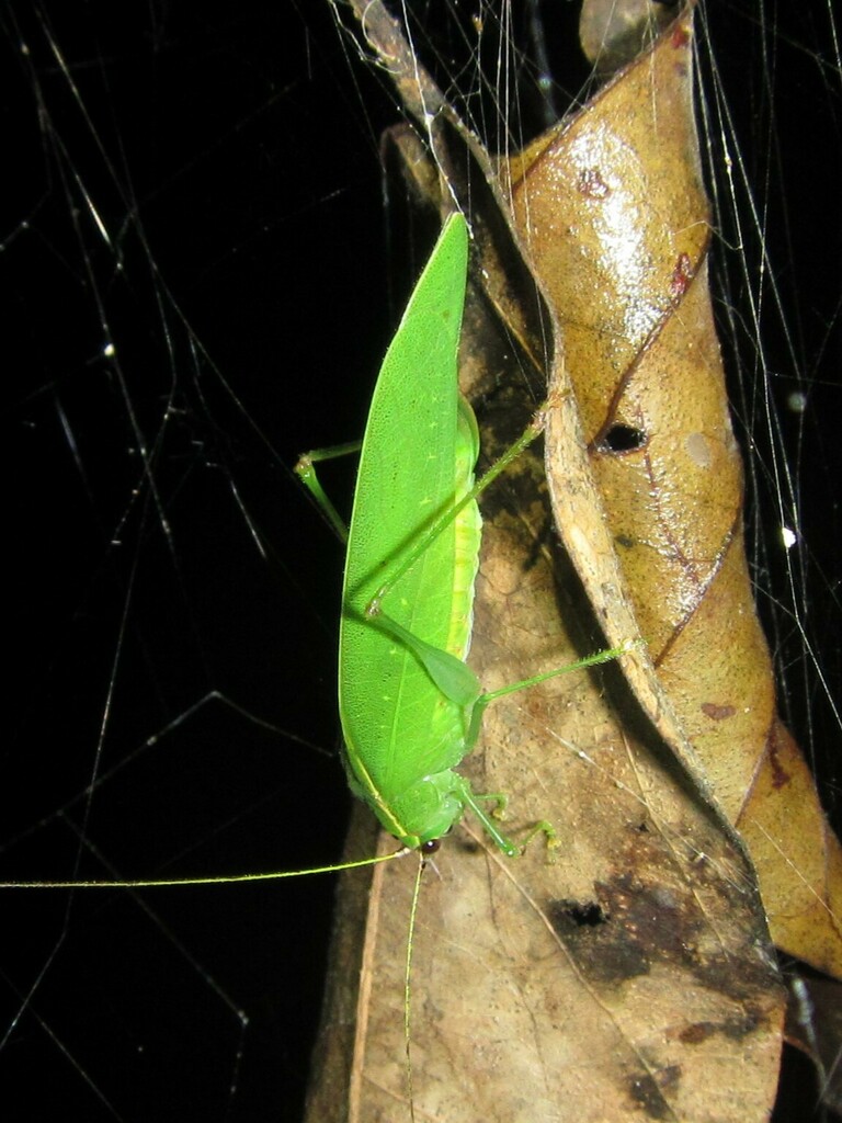 Amirollia