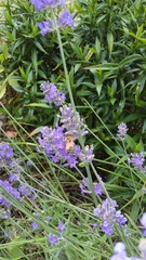 Apis mellifera