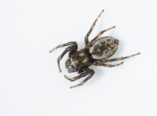 Hakka himeshimensis (Dönitz & Strand, 1906)