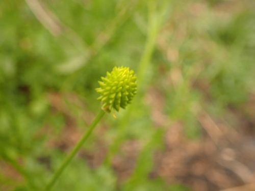 Image of Ranunculus multifidus by no rights reserved