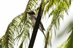 Pericrocotus divaricatus