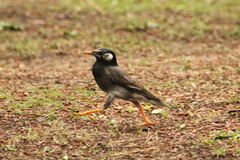 Spodiopsar cineraceus