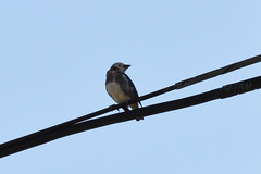 Agropsar philippensis