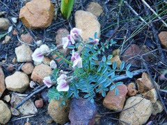 Lessertia pauciflora
