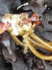 Abietinaria