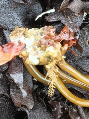 Abietinaria