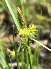 Carex × subviridula