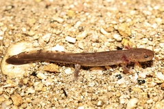 Shangcheng Salamander photo 3