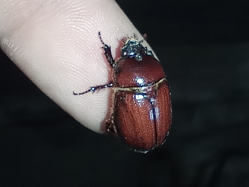 Ligyrus ruginasus