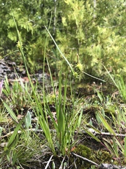 Carex × subviridula