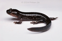 Shangcheng Salamander photo 4