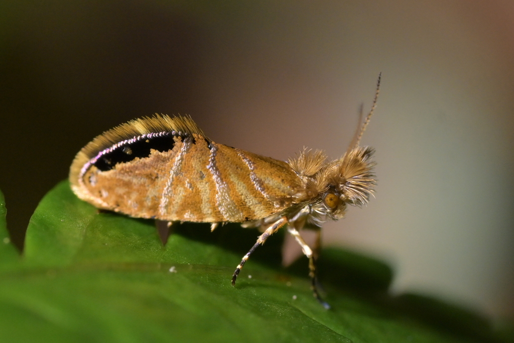Sabatinca calliarcha