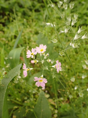 Image of Primula malacoides by no rights reserved