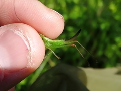 Conocephalus dorsalis