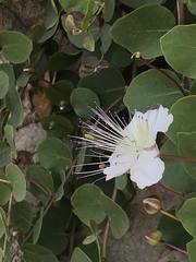 Capparis