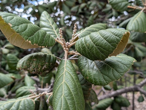Quercus pennivenia