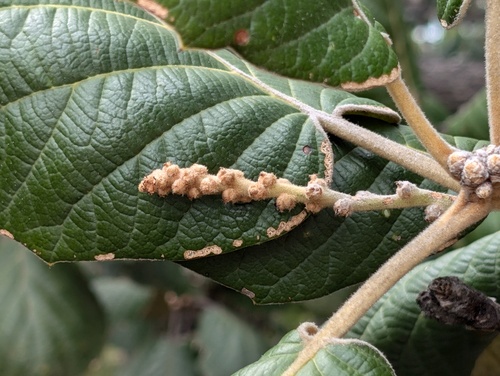 Quercus pennivenia