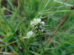 Cyperus seslerioides