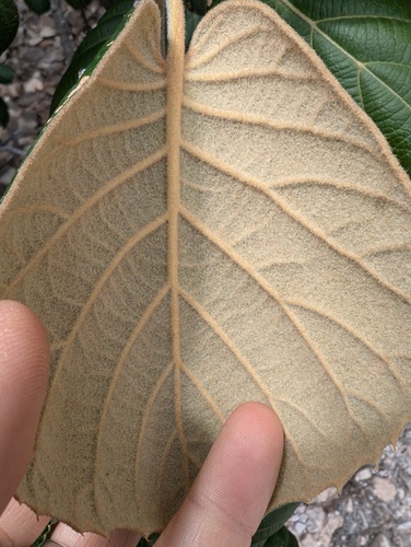 Quercus pennivenia