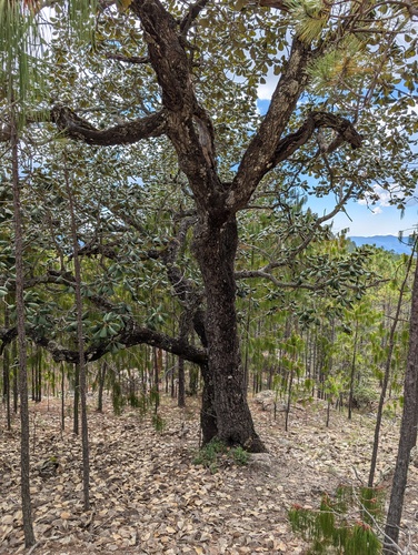 Quercus pennivenia