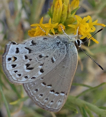 Satyrium behrii