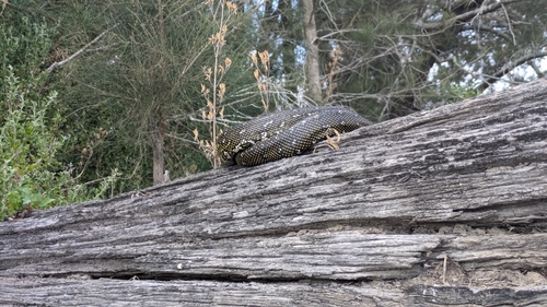 Diamond Python sighting