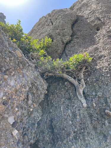 Ceratonia siliqua