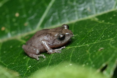 Raorchestes griet