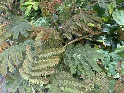 Senegalia albizioides, 2024-10-06