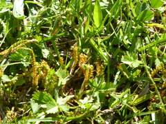 Selaginella helvetica
