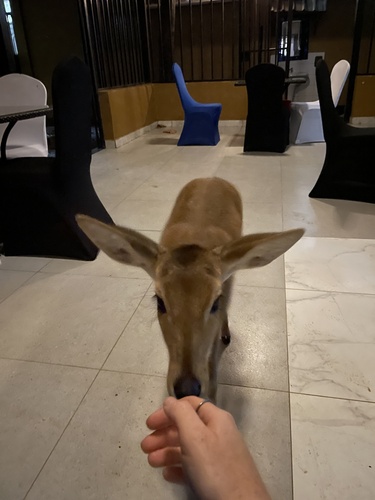 Bohor Reedbuck