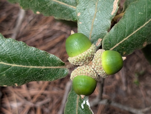 Quercus convallata