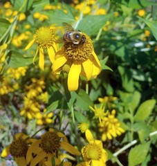 Bombus griseocollis