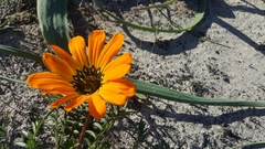 Gazania pectinata