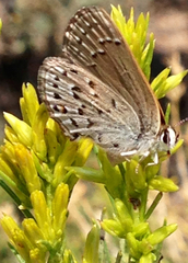 Satyrium behrii