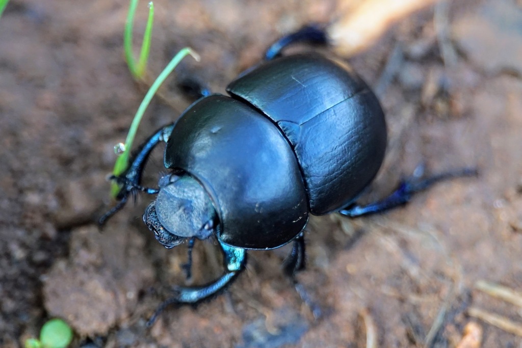 Thorectes intermedius