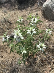 Monarda humilis