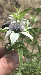 Monarda humilis