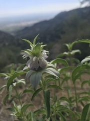 Monarda humilis