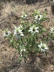 Monarda humilis