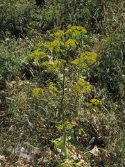 Opopanax chironium