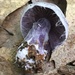 Cortinarius obliquus - Photo no rights reserved, uploaded by roundabout1812