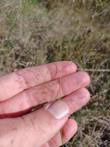 Image of Panicum flexile by (c) Quinten Wiegersma, some rights reserved (CC BY)