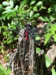 Leucorrhinia glacialis